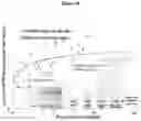 Fig. 23 - Methods and compositions for improved expression of recombinant proteins