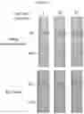 Fig. 05 - Method and device of using aqueous two-phase systems (ATPS) for enhancing diagnostics for dental and oral diseases