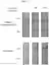 Fig. 07 - Method and device of using aqueous two-phase systems (ATPS) for enhancing diagnostics for dental and oral diseases