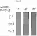 Fig. 09 - Method and device of using aqueous two-phase systems (ATPS) for enhancing diagnostics for dental and oral diseases