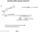 Fig. 02 - Quantitative assessment for cap efficiency of messenger RNA