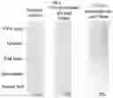 Fig. 08 - Rapid Identification of Microorganisms