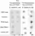 Fig. 09 - Rapid Identification of Microorganisms