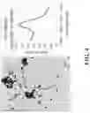 Fig. 06 - UPCONVERSION NANOPARTICLE-BASED MOLECULAR PROBES AND METHODS OF USE