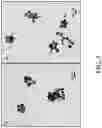 Fig. 07 - UPCONVERSION NANOPARTICLE-BASED MOLECULAR PROBES AND METHODS OF USE