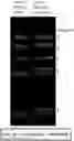 Fig. 01 - Methods and systems for nucleic acid sequencing