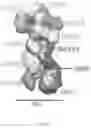Fig. 06 - CRISPR enzymes and systems
