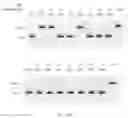 Fig. 301 - CRISPR enzymes and systems