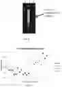 Fig. 07 - Nucleic Acid Probe and Method of Detecting Genomic Fragments