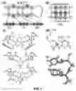 Fig. 02 - Bivalent Nucleic Acid Ligands and Uses Therefor