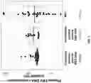 Fig. 08 - Diagnostic applications using nucleic acid fragments