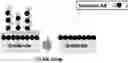 Fig. 01 - Process for pulsed thin film deposition