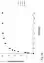 Fig. 08 - Apparatus and method for determination of the fine particle dose of a powder inhalation formulation