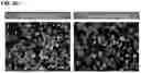 Fig. 04 - Stable dithizone solutions and formulations and methods for their use