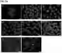 Fig. 06 - Stable dithizone solutions and formulations and methods for their use