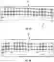 Fig. 06 - Automated analysis of analytical gels and blots
