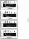 Fig. 05 - POLYMER-BASED SIGNAL AMPLIFICATION FOR PROTEIN AND CELL DETECTION