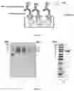 Fig. 02 - Method for Detecting Human Soluble Asialoglycoprotein Receptor