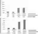 Fig. 01 - METHOD FOR STABILIZING EXTRACELLULAR VESICLES