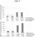 Fig. 02 - METHOD FOR STABILIZING EXTRACELLULAR VESICLES