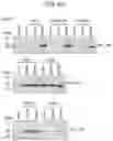 Fig. 06 - METHOD FOR STABILIZING EXTRACELLULAR VESICLES