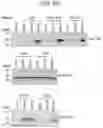 Fig. 07 - METHOD FOR STABILIZING EXTRACELLULAR VESICLES