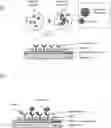 Fig. 01 - QMAX assays and applications