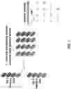 Fig. 03 - ANTIBODY PRODUCING NON-HUMAN ANIMALS