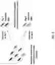 Fig. 04 - ANTIBODY PRODUCING NON-HUMAN ANIMALS