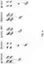 Fig. 05 - ANTIBODY PRODUCING NON-HUMAN ANIMALS