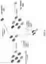 Fig. 06 - ANTIBODY PRODUCING NON-HUMAN ANIMALS