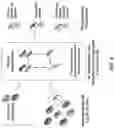Fig. 07 - ANTIBODY PRODUCING NON-HUMAN ANIMALS
