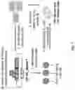 Fig. 08 - ANTIBODY PRODUCING NON-HUMAN ANIMALS