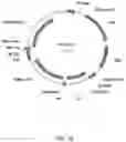 Fig. 35 - ANTIBODY PRODUCING NON-HUMAN ANIMALS