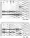 Fig. 76 - ANTIBODY PRODUCING NON-HUMAN ANIMALS