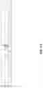 Fig. 85 - ANTIBODY PRODUCING NON-HUMAN ANIMALS