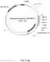 Fig. 89 - ANTIBODY PRODUCING NON-HUMAN ANIMALS