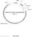 Fig. 93 - ANTIBODY PRODUCING NON-HUMAN ANIMALS