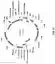 Fig. 98 - ANTIBODY PRODUCING NON-HUMAN ANIMALS