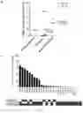 Fig. 06 - Methods based on the detection of RAD51 foci in tumor cells