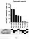 Fig. 09 - Methods based on the detection of RAD51 foci in tumor cells