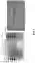 Fig. 06 - DETECTION OF HORMONES IN HAIR SAMPLES AND OTHER BIOLOGICAL SAMPLES