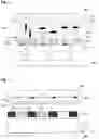 Fig. 04 - Photosensitive composition and color converting film