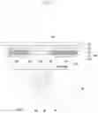 Fig. 07 - ELECTRONIC DEVICE INCLUDING DISPLAY