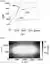 Fig. 06 - METHOD OF EXPLOITING A FRACTURED OIL RESERVOIR HAVING A HETEROGENEOUS PORE SIZE