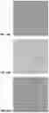 Fig. 28 - Artwork generated to convey digital messages, and methods/apparatuses for generating such artwork