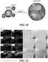 Fig. 08 - Microbubble and nanobubble expansion using perfluorocarbon nanodroplets for enhanced ultrasound imaging and therapy