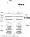 Fig. 11 - Distributed proof-of-work for sharded or parallel blockchains