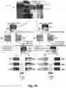 Fig. 09 - Method and apparatus of block partition for VR360 video coding