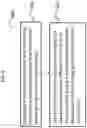 Fig. 09 - Advanced scene classification for prosthesis